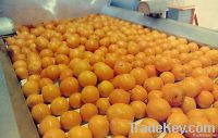 Fresh Oranges