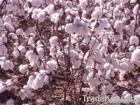 cotton