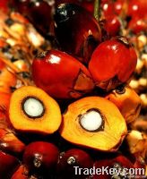 Palm Oil