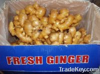 Fresh Ginger