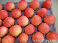 Yantai Quanshi New Season Red Gala Apple--Best Price