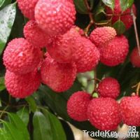 Litchi, Lychee