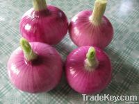 Chinese fresh red onion