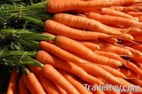 red fresh carrot