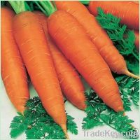 fresh carrot