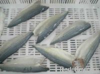 Frozen Mackerel Fillet