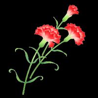 Carnation