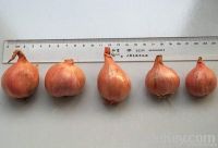 Fresh Shallot Onion