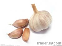 Garlic Extract