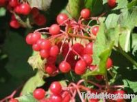 Cranberry (Bilberry) Powder Extracts