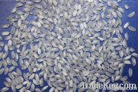 JAPONICA RICE/ ROUND RICE/ PEARL RICE/ CALROSE RICE