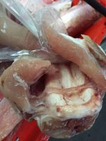 New Zealand Frozen Ling Fish Complete With Maw