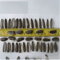 Hulled Sunflower Seeds