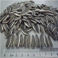 new crop  sunflower seeds