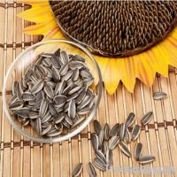 new crop  milky sunflower seeds