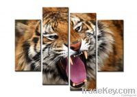 Angry tiger canvas print