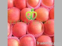 New type Fuji apple Professional supplier of Fresh apple in china