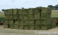 Alfalfa Hay Bales