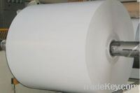 PE Coated Paper