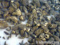 Morchella Conica