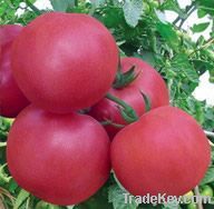 Pink Flavor Tomato