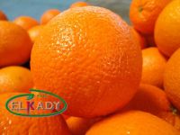 Fresh Valencia Orange