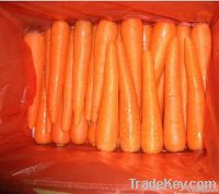 fresh chinese carrot