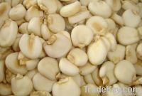 Maize | Maize Exporter | Corn Grain Seller | Maize Buyer | Bulk Maize Grain Importer | Corn bean Buyer | Corn bean Wholesaler | Corn Grain Manufacturer | Best Quality Corn Grain | Cheap Maize Supplier | Low Price Corn | Yellow Corn | White Cron | Baby Mai