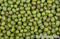 Hig Quality Mung Beans
