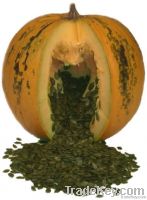 Snow White Pumpkin Seeds