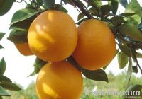 fresh navel orange fruit