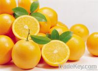 succulent navel orange fruit