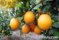 Fresh navel orange