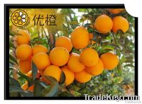 2012 Tasty Juicy Navel Oranges