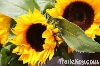 import sunflower oil,pure sunflower oil suppliers,pure sunflower oil exporters,sunflower oil manufacturers,refined sunflower oil traders,