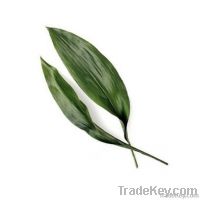 Aspidistra