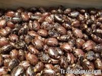 castor seeds