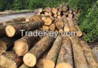 FRESH CUT BEECH LOGS, STRAIGHT BEECH LOGS,EUROPEAN BEECH LOGS,BEECH LUMBER,SAWN BEECH LUMBER