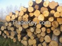 FRESH CUT ASH, ASH VENEER LOGS, STRAIGHT ASH, ASH VENEER LOGS,EUROPEAN ASH, ASH VENEER LOGS,ASH, ASH VENEER  LUMBER,SAWN ASH, ASH VENEER  LUMBER