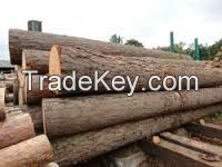 FRESH CUT PINE LOGS, STRAIGHT PINE LOGS,EUROPEAN PINE LOGS,PINE LUMBER,SAWN PINE LUMBER