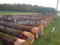 FRESH CUT BIRCH , STRAIGHT BIRCH LOGS,EUROPEAN BIRCH LOGS,BIRCH LUMBER