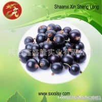 black currant extract