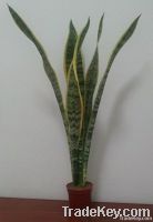 Sansevieria