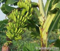 cavendish banana