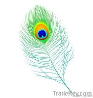 Peacock Feather