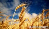 We sell  Wheat  (Forward Contract)