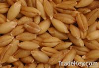 We sell  Barley (Forward Contract)