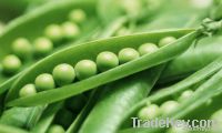 We sell  PEAS (Forward Contract)