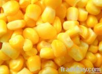 Sweet Corn (Forward Contract 2013)