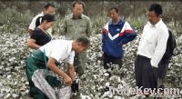 cotton picker